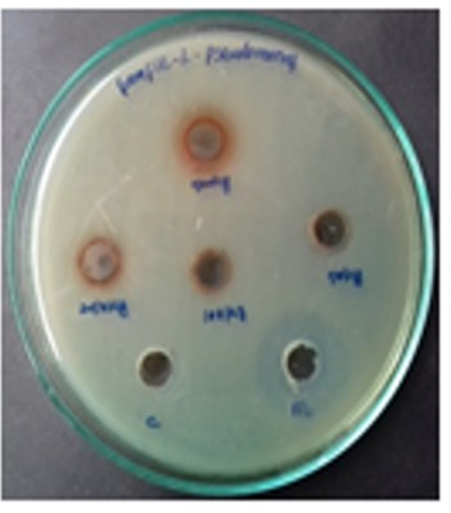 Antimicrobial and hepatoprotective effect of ISM Drug in alcohol ...