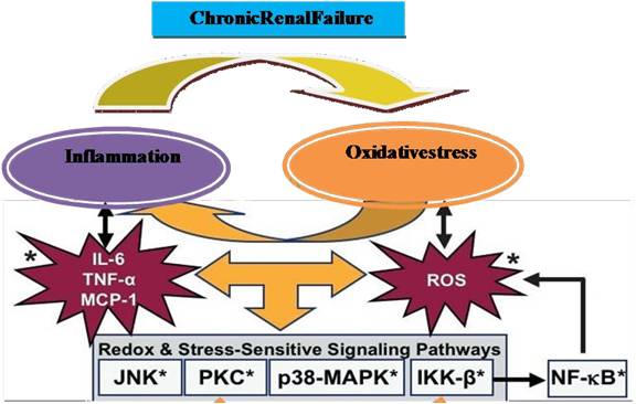 Reversal of Oxidative Stress  Sprint Medical